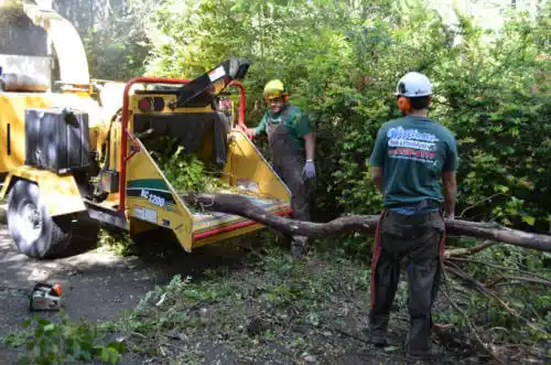 tree services Ivey